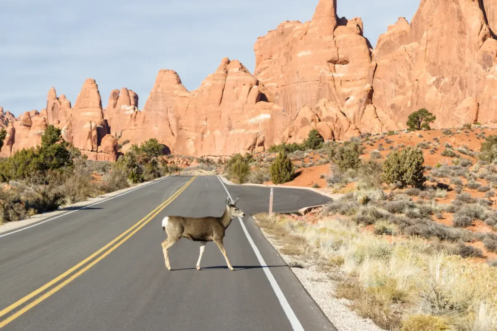mule deer on country road