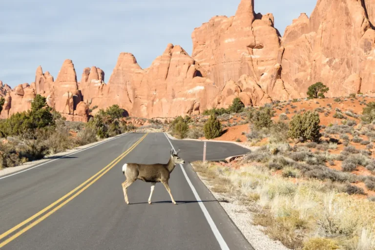 mule deer on country road